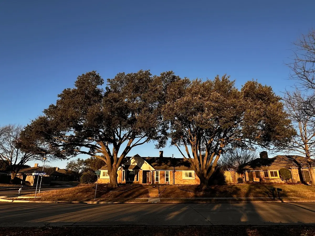 Established residential canopy tree shading a home in Harper